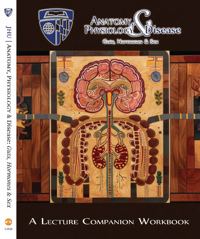 Ciarleglio, CM. (2024). Anatomy, Physiology & Disease | Guts, Hormones & Sex: A Lecture Companion Workbook (Johns Hopkins University 1st ed., Ser. Lecture Libations). SynapticPub, LLC. 